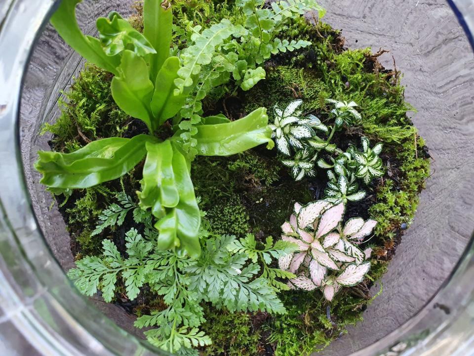 close up of terrarium with tropical plants such as moss and nerve plants growing in terrarium glass jar