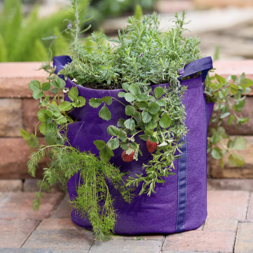 plant inside of purple grow bag