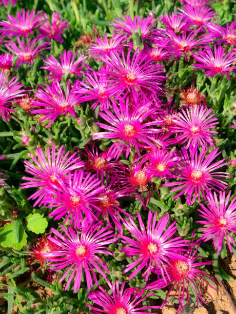 ice plant