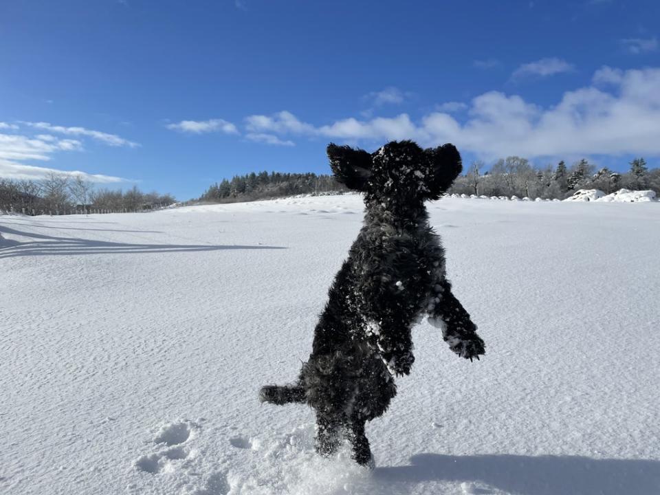 Poppy has fun in Huntly, Aberdeenshire, after Storm Eunice brought heavy snowfall to parts of Scotland (Katharine Hay/PA) (PA Wire)