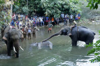 This May 27, 2020 photo show elephants pulling a 15-year-old pregnant wild elephant who died after suffering injuries, in Velliyar River, Palakkad district of Kerala state, India. Indian police on Friday arrested one person for causing the death of the elephant which chewed a pineapple stuffed with firecrackers that went off in its mouth in southern India. The female elephant couldn’t eat because of the injury in its mouth and it died in a river later in a forest in Pallakad area in southern Kerala state on May 27, said a state forest officer, Surendra Kumar. (AP Photo/Rajesh U Krishna)