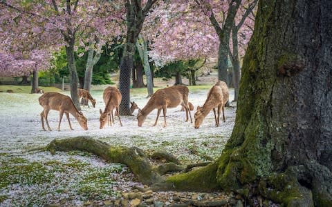 The Nara Park are popular with tourists - Credit: Getty