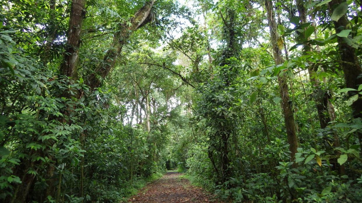 <span class="caption">A 32-year-old forest on former pastureland in northeastern Costa Rica.</span> <span class="attribution"><span class="source">Robin Chazdon</span>, <a class="link " href="http://creativecommons.org/licenses/by-nd/4.0/" rel="nofollow noopener" target="_blank" data-ylk="slk:CC BY-ND;elm:context_link;itc:0;sec:content-canvas">CC BY-ND</a></span>