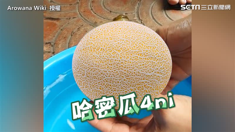 河豚膨脹的超圓程度讓人直呼：「超像哈密瓜」。（圖／Arowana Wiki 授權）