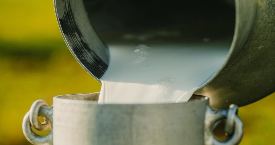 Close up of raw milk being poured into container at dairy farm.