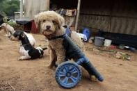 Un perro discapacitado que fue rescatado mira a la cámara mientras está equipado con una silla de ruedas en el albergue Rescaes en Itapuami, Paraguay, el miércoles 17 de octubre de 2018. (AP Foto/Jorge Saenz)