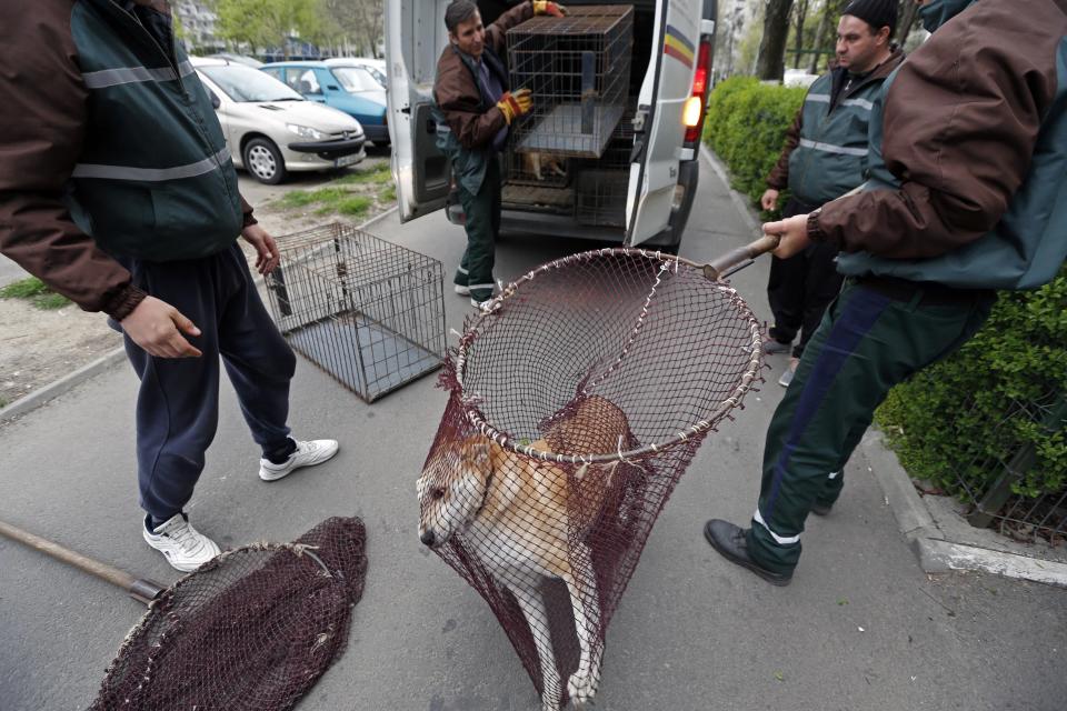 A stray dog is taken from the street by dog catchers in Bucharest April 3, 2014. Some 60,000 strays roam Bucharest. Last year, a four-year-old boy died after he was mauled by a stray beside a Bucharest park. Street protests demanded something be done about the dogs. The authorities began enforcing the euthanasia rules, which enable city halls to put down dogs caught in public spaces if they are not adopted within two weeks. Picture taken April 3, 2014. REUTERS/Bogdan Cristel (ROMANIA - Tags: ANIMALS SOCIETY)