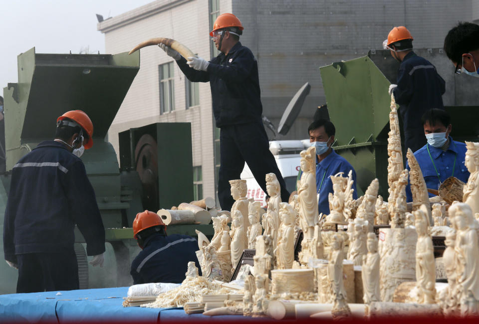 Workers destroy confiscated ivory in Dongguan, southern Guangdong province, China Monday, Jan. 6, 2014. China destroyed about 6 tons of illegal ivory from its stockpile on Monday, in an unprecedented move wildlife groups say shows growing concern about the black market trade by authorities in the world's biggest market for elephant tusks. (AP Photo/Vincent Yu)
