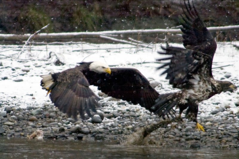 An adult bald eagle chases away a juvenile as they gather along the Nooksack River to feast on salmon near Welcome, Wash., in 2008. The Endangered Species Act, enacted in 1973, has also helped restore salmon populations. File Photo by Jim Bryant/UPI
