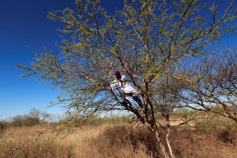FILE PHOTO: A farmer climbs on an Acacia tree to collect gum arabic in the western Sudanese town of El-Nahud