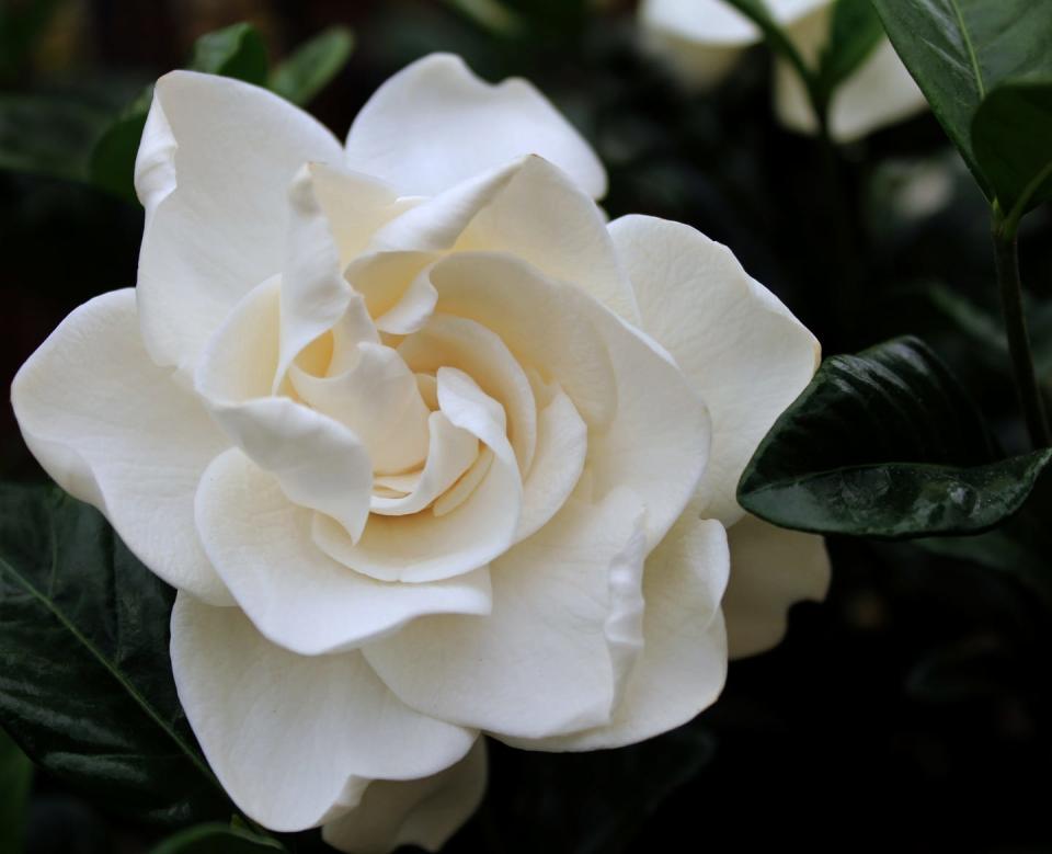 front view of a single white gardenia on dark background