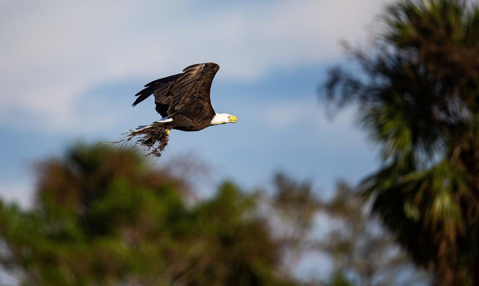 Harriet and M15, the famous bald eagles from the Southwest Florida Eagle Cam are rebuilding their nest after it was destroyed in Hurricane Ian. The whole nest was lost but is being built in the same location. The streaming cameras were damaged so it unknown when it will be back up and running. The couple was seen Tuesday, October 18, 2022 bring nesting masterial and sticks into the nest. 