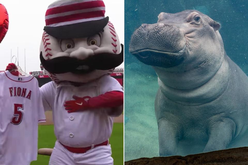 Fiona the Hippo