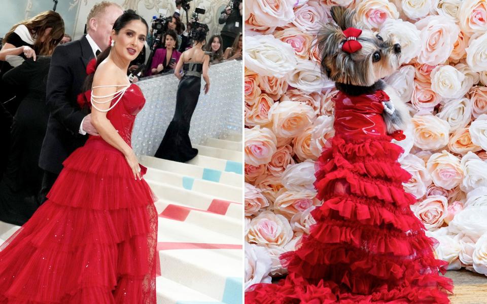 Liv, a Morkie, wearing a recreation of the dress worn by Salma Hayek Pinault at the Met Gala in May - Getty/ AP