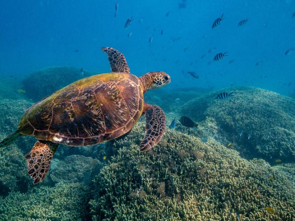 The reef comes alive with marine life every morning (Tourism and Events Queensland)