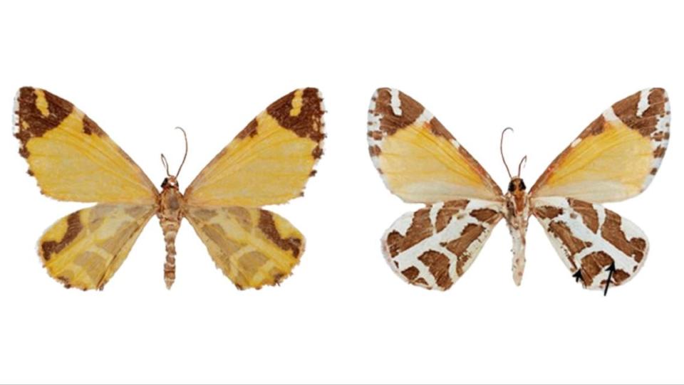 The upperside (left) and underside (right) of a Stamnodes aumatlapalli, or “golden wings” moth.