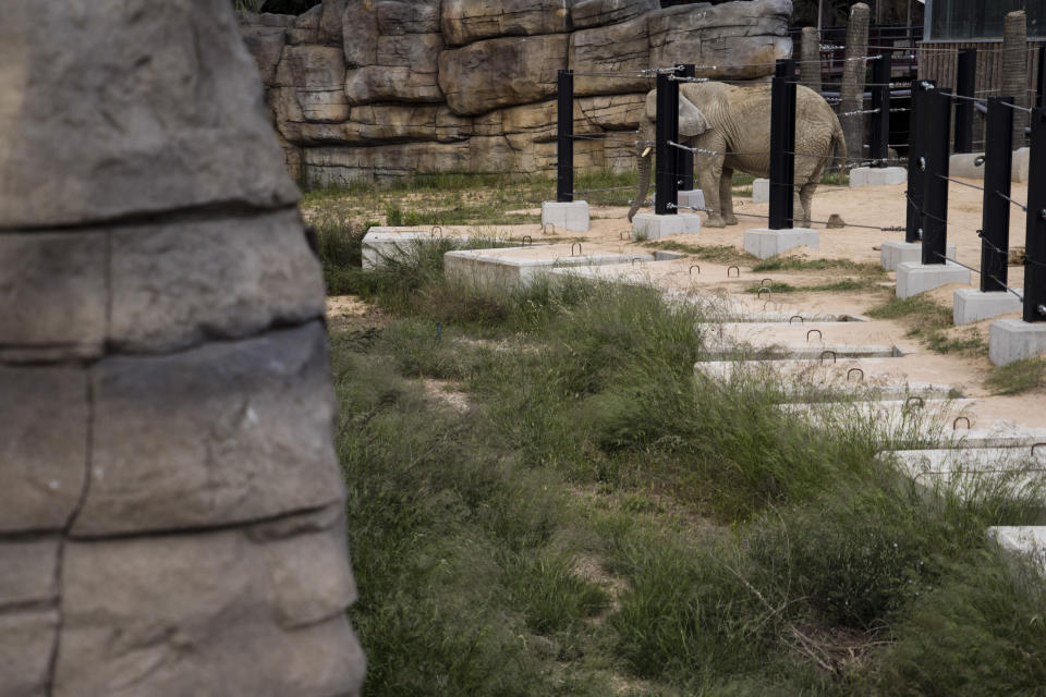 In this Friday, May 10, 2019 photo, an elderly female former circus elephant stands at the edge of her enclosure at the zoo in Barcelona, Spain. Animal rights activists in Barcelona are celebrating a victory after the Spanish city ordered its municipal zoo to restrict the breeding of captive animals unless their young are destined to be reintroduced into the wild. (AP Photo/Renata Brito)