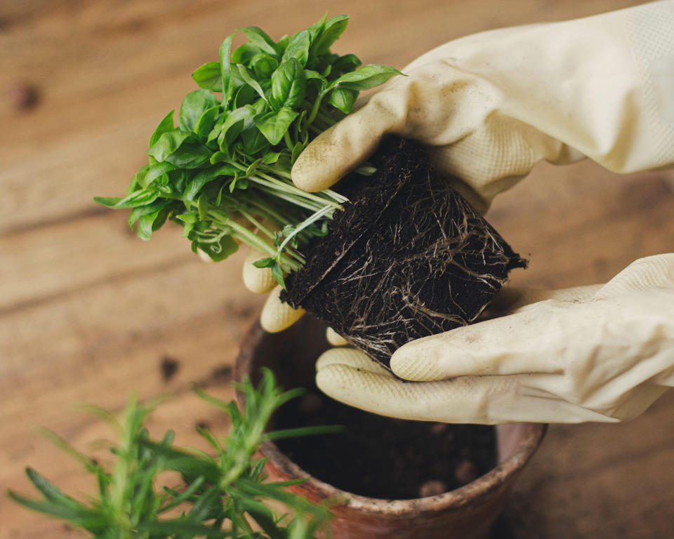 Potting basil plants