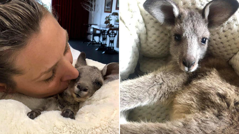 Krysti Severi rescues wildlife during the day and fosters native animals. Ms Severi is pictured left cuddling up to a kangaroo and a marsupial is on the right.