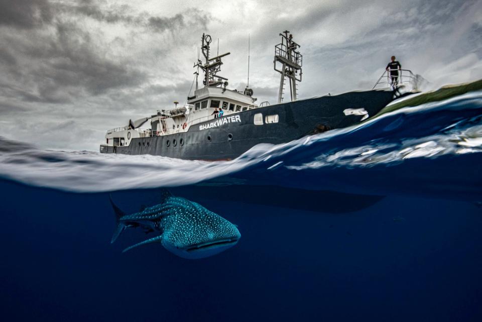 A whale shark swims alongside the Sharkwater research vessel  in Costa Rica.