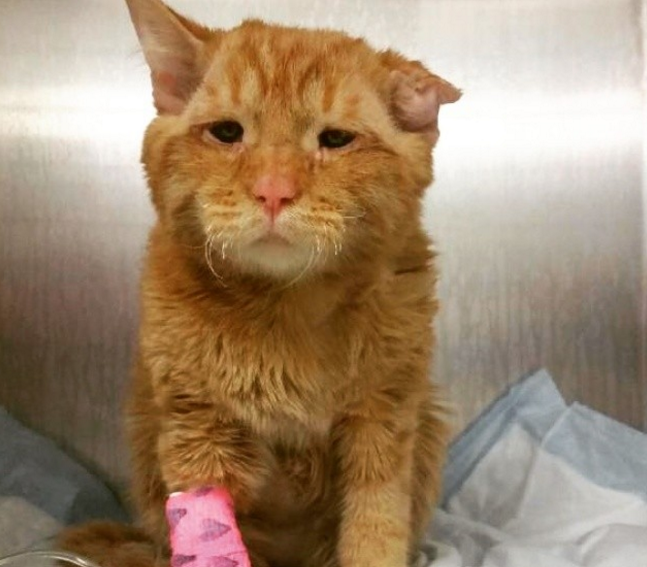 This cat has a permanent sad face but his inspiring story is making our hearts smile
