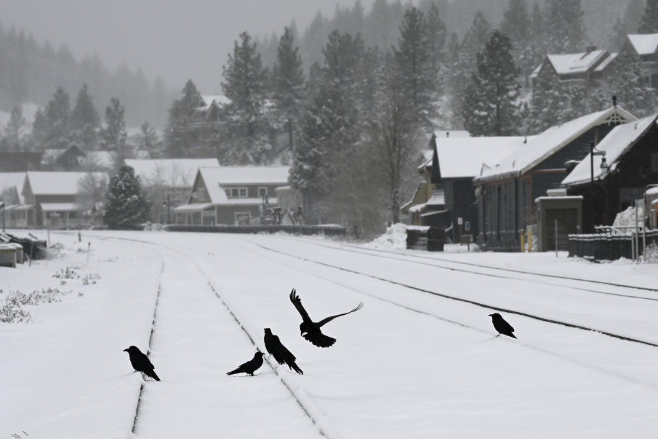 Crows rest on the snow covered railroad track on Friday, March 1, 2024, in Truckee, Calif. The most powerful Pacific storm of the season is forecast to bring up to 10 feet of snow into the Sierra Nevada by the weekend (AP Photo/Andy Barron)