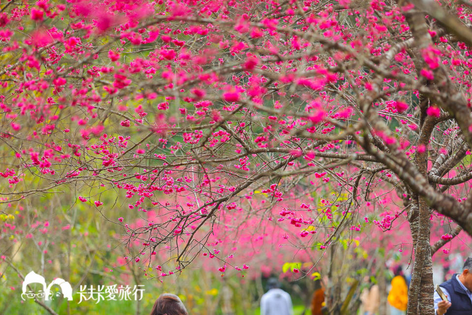 宜蘭10處賞櫻秘境