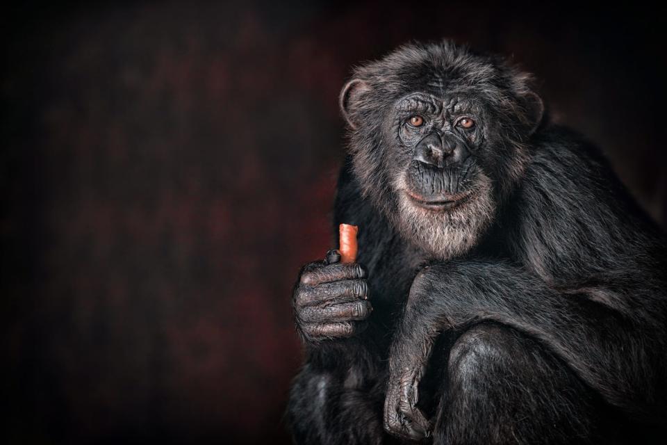 'Chimp' by @mohamedtazi (Morroco)