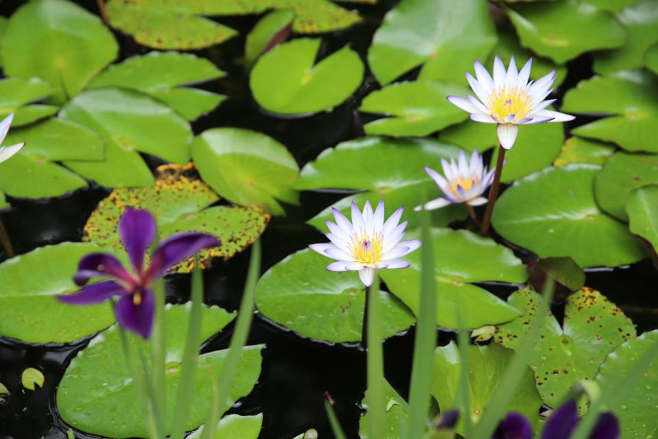 水之庭園裡蔓生的睡蓮及草花。（圖片來源：妮可魯）