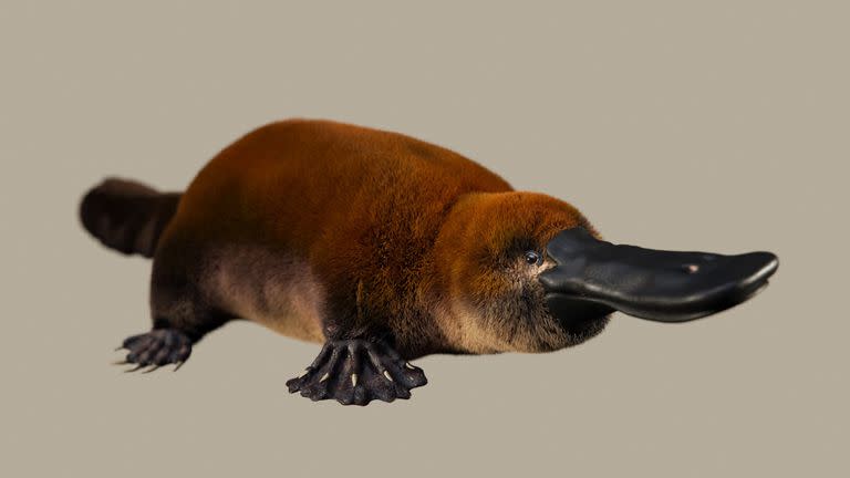 Probable aspecto en vida del Patagorhynchus pascuali; ilustración de Santiago Miner (LACEV)