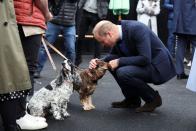 <p>Prince William befriended two dogs.</p>