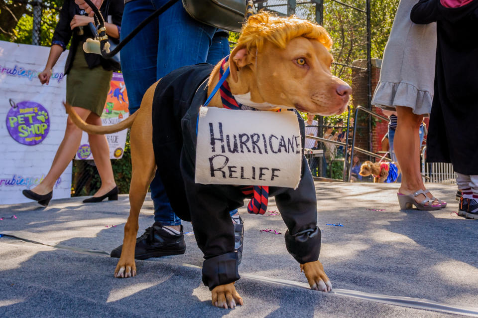 Costumed pooches prance In annual Halloween Dog Parade in New York City