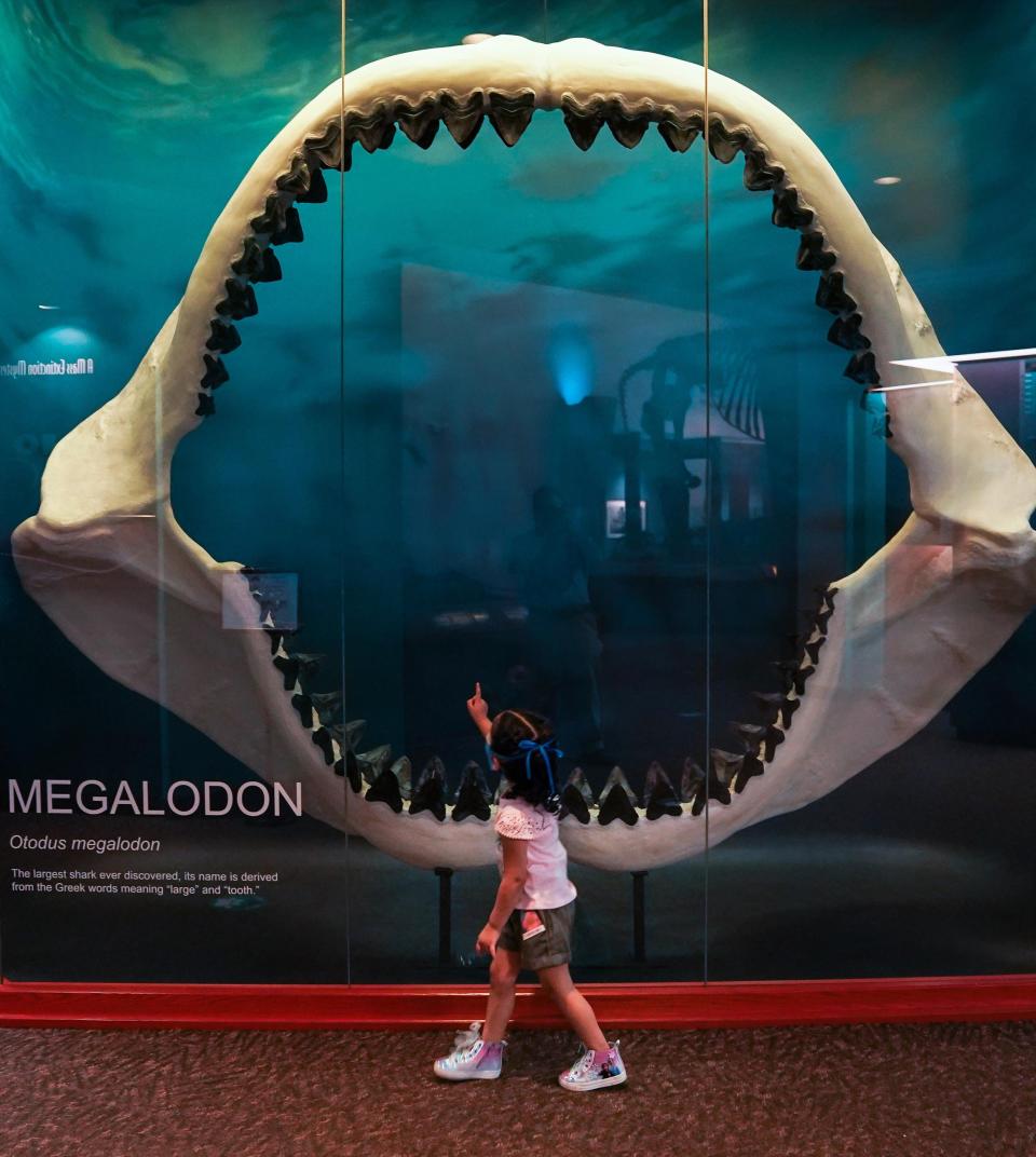 Four-year-old Jazlynn Torres of Bradenton looks at the mouth of a prehistoric megalodon while touring The Bishop Museum of Science and Nature in Bradenton with her family.