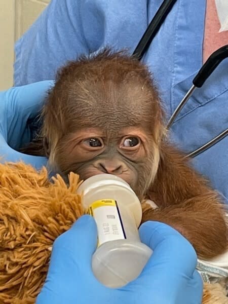 This undated photo provided by the Audubon Zoo on Monday, Dec. 27, 2022 shows a male infant Sumatran orangutan born to Menari at the zoo in New Orleans on Friday, Christmas Eve. His twin was stillborn, officials at the Audubon Zoo said Monday. (Audubon Zoo via AP)