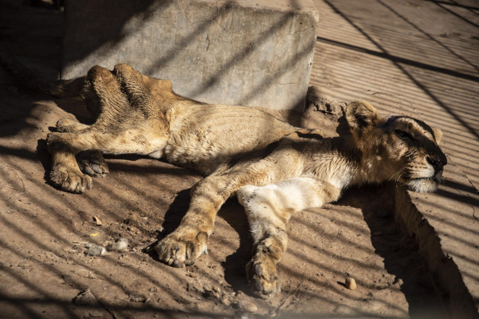 In this Tuesday, Jan. 21 photo, a malnourished lion rests in a zoo in Khartoum, Sudan. With the staff at the destitute Al-Qurashi Park, as the zoo in Khartoum is known, unable to feed and look after the animals, many have died off or were evacuated, leaving only three skeletal lions. (AP Photo)