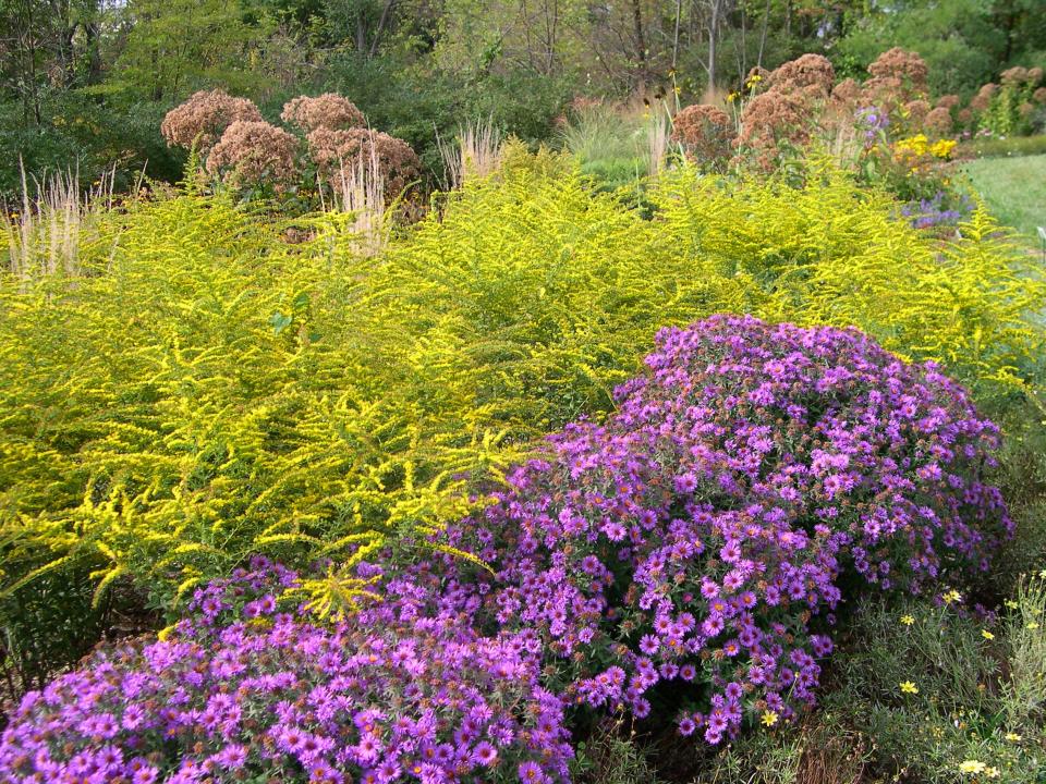 'Fireworks' rough goldenrod is one of the larger forms for gardens that offers incredible pollinator support.