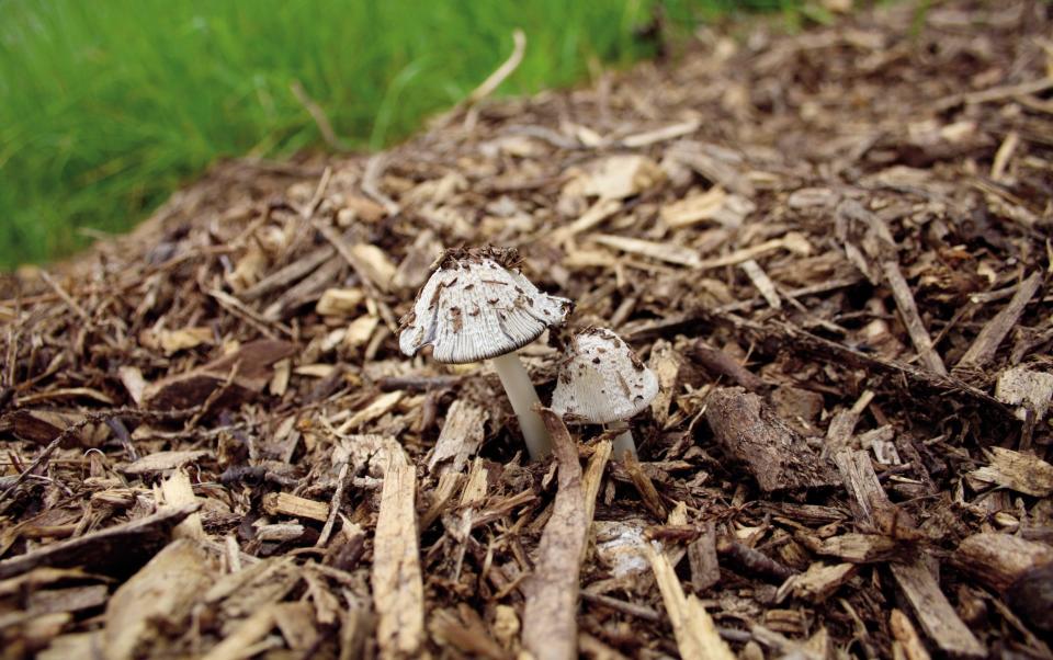 Woodchip is great for mushrooms - Alamy