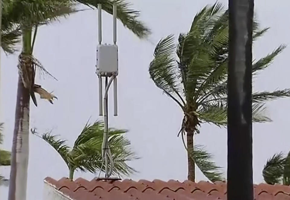 In this image made off video taken on March 24, 2019, trees are seen in strong wind in Port Hedland, Western Australia. A slow-moving cyclone that lashed northwest Australia was weakening on Monday. The Bureau of Meteorology said on Monday that Cyclone Veronica had weakened from a Category 3 storm, on a scale in which 5 is the strongest, to a Category 2, with sustained winds near its center of 100 kph (62 mph) and wind gusts of up to 140 kph (87 mph). (The Australian Broadcasting Corp via AP)