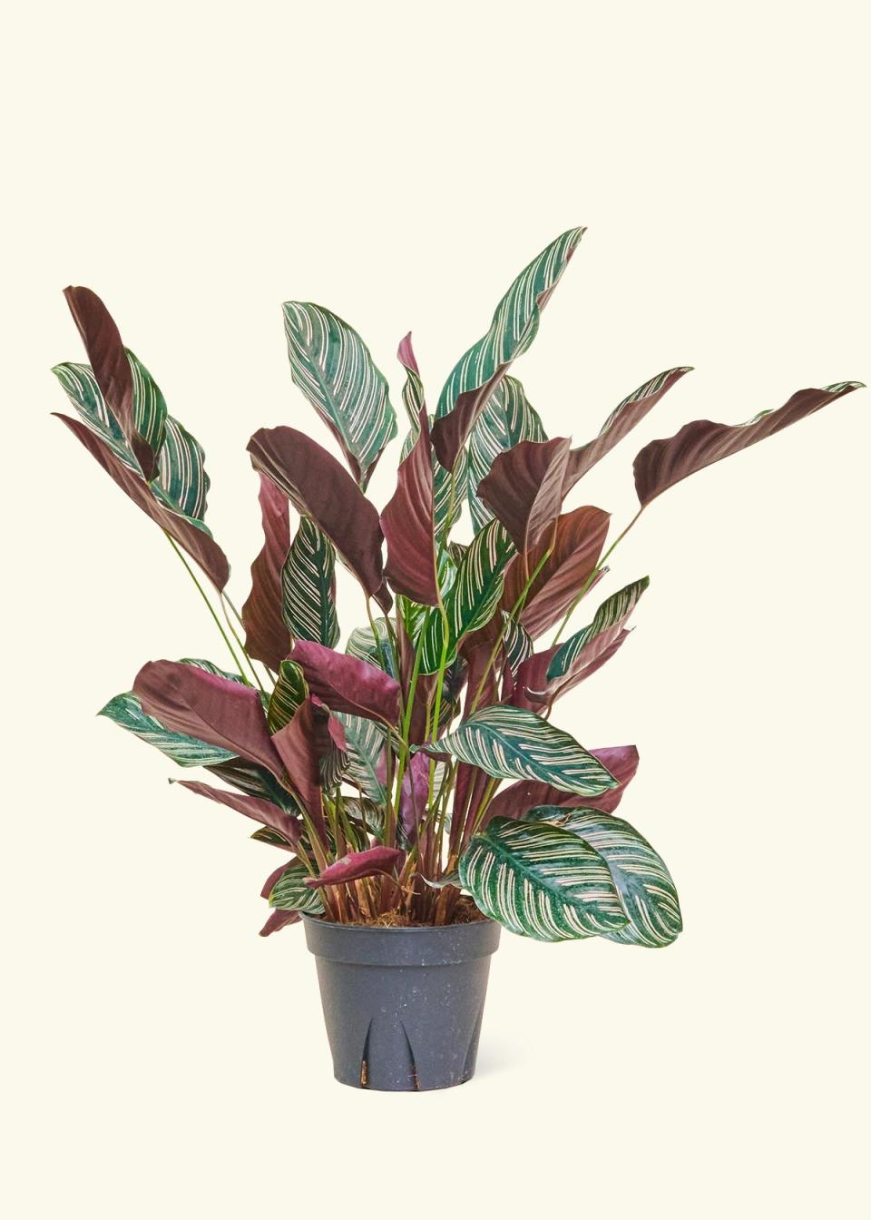 <p><a href="https://heyrooted.com/products/calathea-ornata-large" rel="nofollow noopener" target="_blank" data-ylk="slk:Shop Now;elm:context_link;itc:0;sec:content-canvas" class="link ">Shop Now</a></p><p>Calathea 'Pinstripe'</p><p>Rooted</p><p>$45.00</p><span class="copyright">Rooted</span>