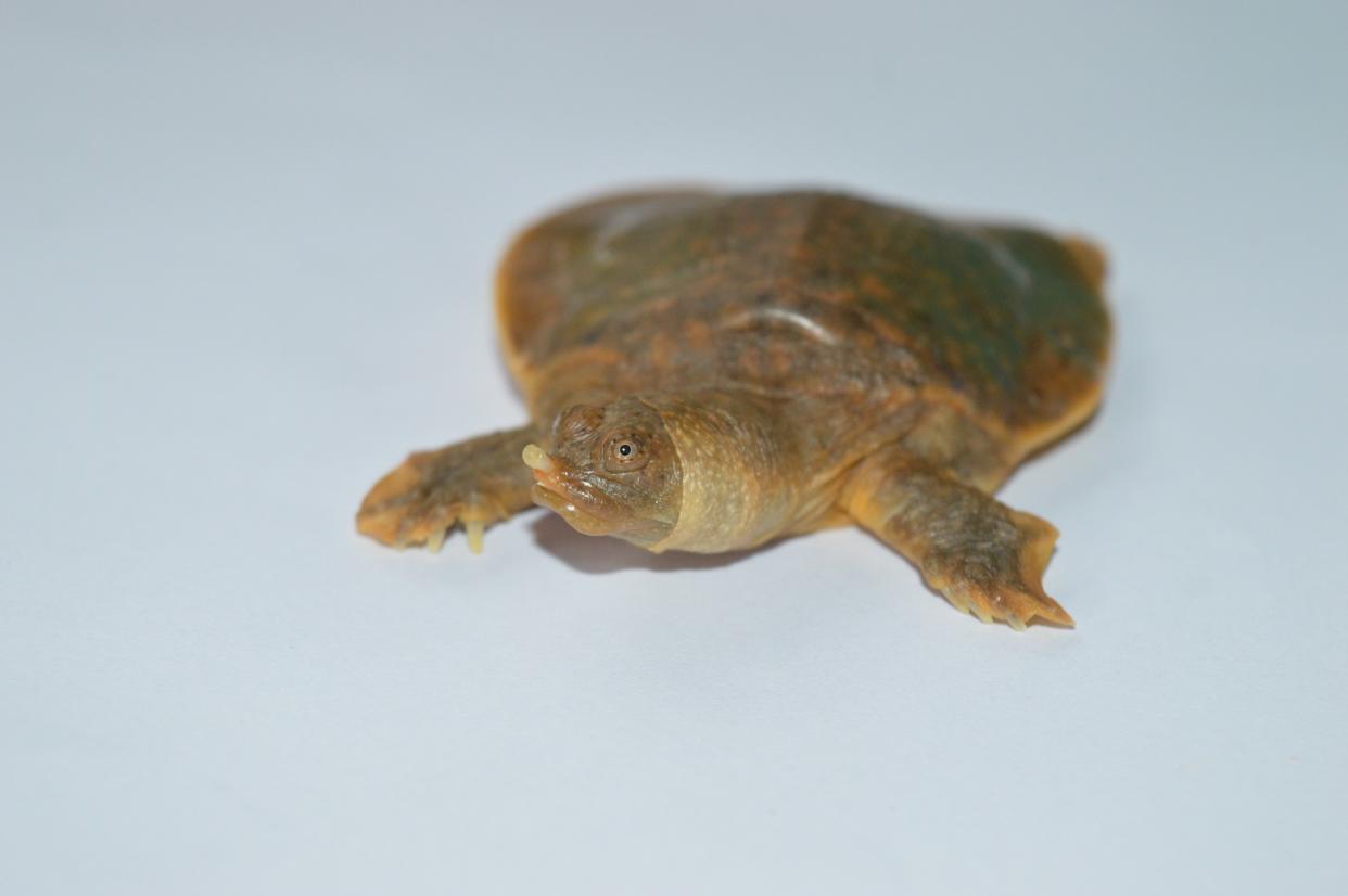 A hatchling Cantor’s giant softshell turtle (Pelochelys cantorii) found in the Chandragiri river in Kerala, India (Ayushi Jain/PA)