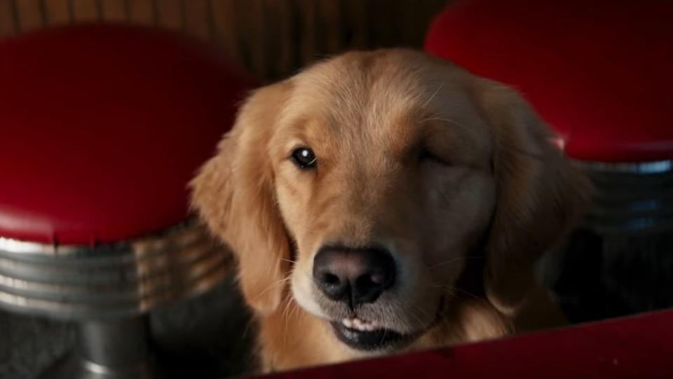 a one-eyed golden retriever near red diner stools on Hawkeye