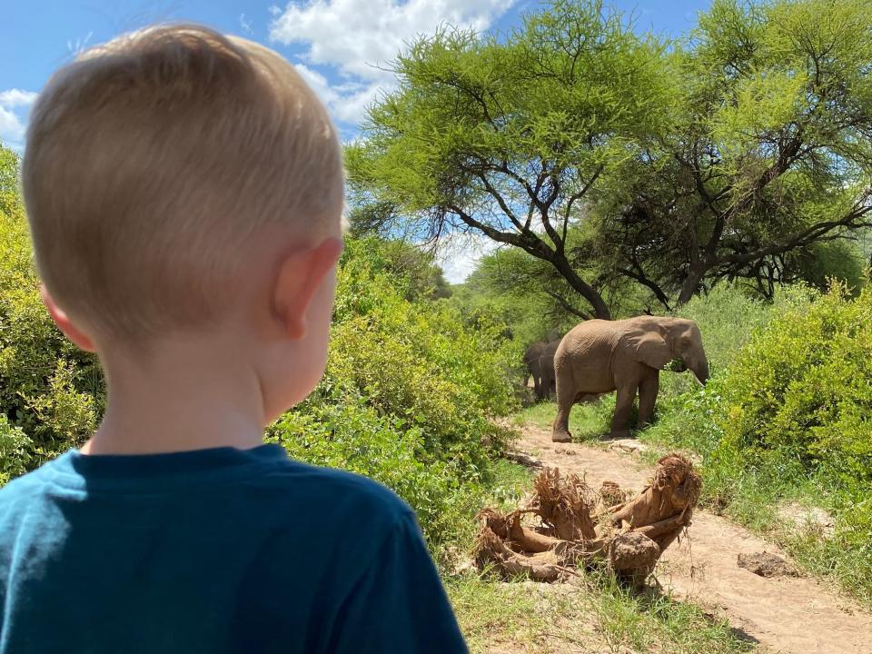 Edwards' son  gazing at an elephant on a safari tour.