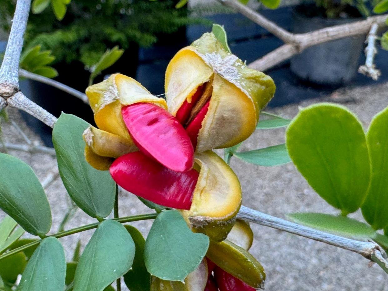 Seed pods and flowers often appear at the same time on lignum vitae.