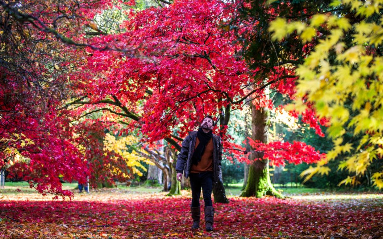 Westonbirt Arboretum - Westonbirt Arboretum