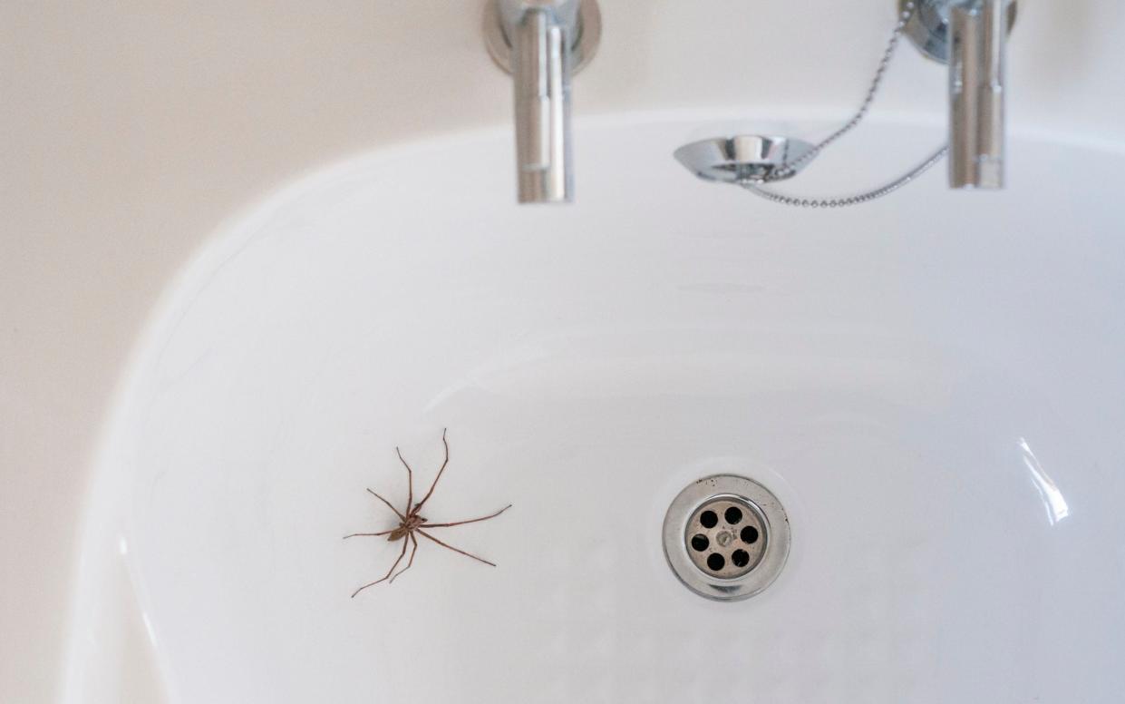 Late August marks the beginning of 'spider season' (pictured: a house spider)