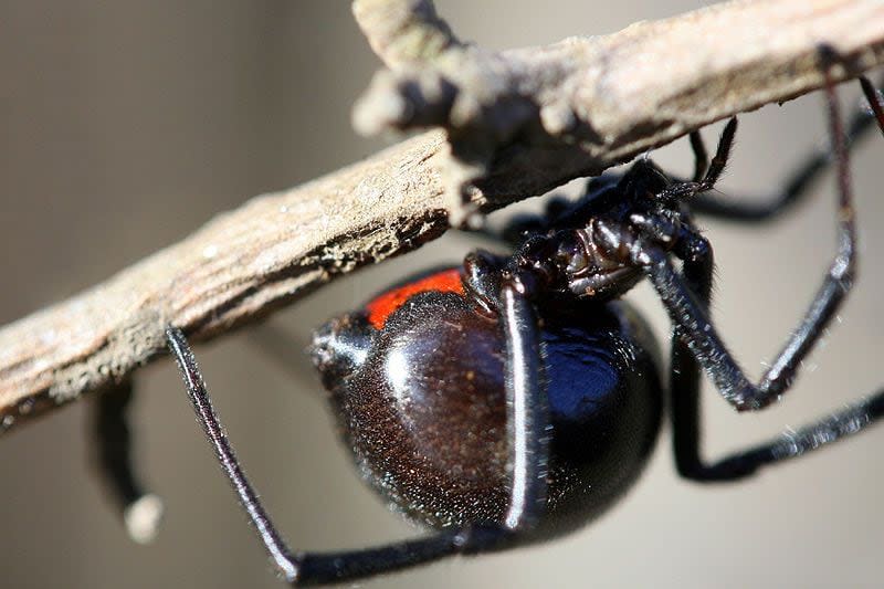 Black widow spider's body is about a third of an inch long but it has legs up to one and a third inches long. As dangerous as the name sounds, this spider is timid. Its first method of defense is to drop from its web and pretend to be dead.