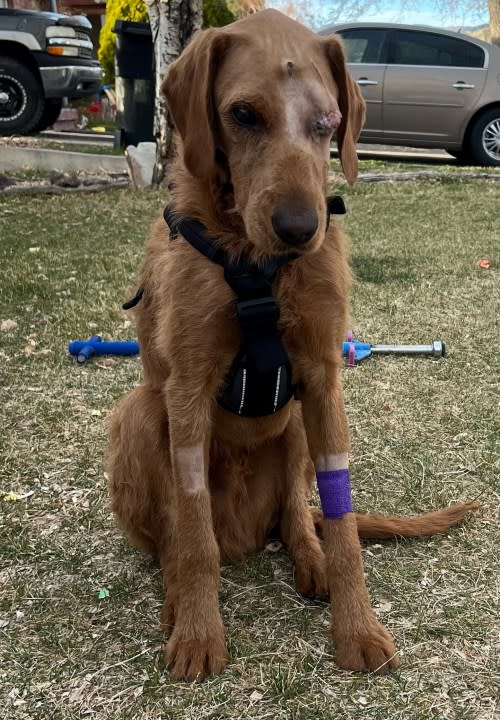 A wounded dog was found in a ditch in Helper, Utah. Doctors later found two bullets in his head. (Courtesy of Tanner Tamllos)