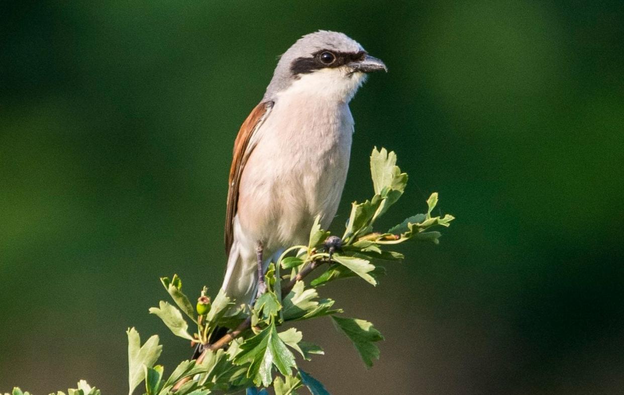 Red-backed shrike