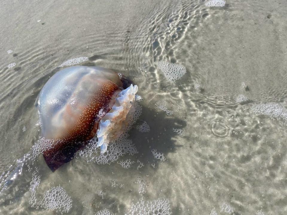 A cannonball jellyfish washed ashore along Hilton Head Island’s coast.