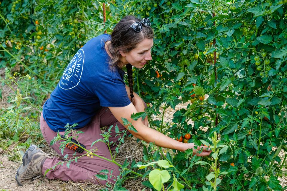 Vegetable Production Manager, Liz Lyon, checks on the crop of roma tomatoes at Gwenyn Hill Farm in Waukesha on Tuesday, August 7, 2023.
